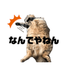 カルスタンプ④（個別スタンプ：2）