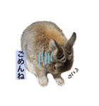 くりまるスタンプ（個別スタンプ：2）