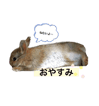 くりまるスタンプ（個別スタンプ：4）