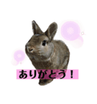 くりまるスタンプ（個別スタンプ：8）