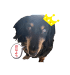 我が家のLEOちゃん'ᴥ'（個別スタンプ：4）