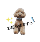トイプードル☆チェロの一言①（個別スタンプ：3）