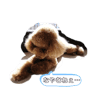 トイプードル☆チェロの一言①（個別スタンプ：7）