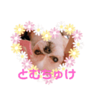 とむちゅけ♡♡（個別スタンプ：1）