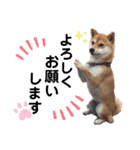 かわいすぎるとろろ2（個別スタンプ：1）