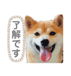 かわいすぎるとろろ2（個別スタンプ：3）