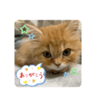 みかんのスタンプ2（個別スタンプ：6）