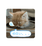 みかんのスタンプ2（個別スタンプ：7）