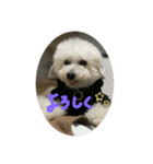 ちびりあのスタンプ（個別スタンプ：5）