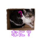 こはる☆さくら（個別スタンプ：2）