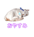 こはる☆さくら（個別スタンプ：4）