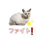 こはる☆さくら（個別スタンプ：7）