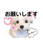 Hello Lolli！ 2（個別スタンプ：5）