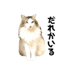 トリトリとねこ（個別スタンプ：8）