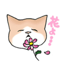 あまり要求しないねこ（個別スタンプ：12）