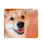 みるくのスタンプ✿（個別スタンプ：3）