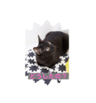 黒猫の姫ちゃん（個別スタンプ：1）