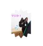 黒猫の姫ちゃん（個別スタンプ：4）