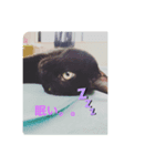 黒猫の姫ちゃん（個別スタンプ：6）