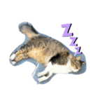 可愛ねこちゃんスタンプ（個別スタンプ：1）