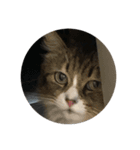 可愛ねこちゃんスタンプ（個別スタンプ：2）