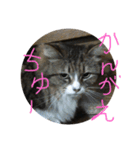 可愛ねこちゃんスタンプ（個別スタンプ：4）