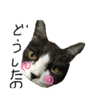 可愛ねこちゃんスタンプ（個別スタンプ：5）