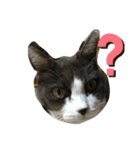 可愛ねこちゃんスタンプ（個別スタンプ：6）