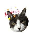 可愛ねこちゃんスタンプ（個別スタンプ：7）