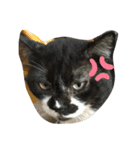 可愛ねこちゃんスタンプ（個別スタンプ：8）