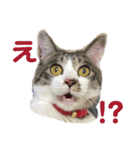 安田家の虎太郎（個別スタンプ：2）