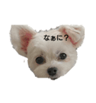 MIX犬小夏スタンプ（個別スタンプ：1）