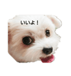MIX犬小夏スタンプ（個別スタンプ：2）