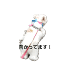 MIX犬小夏スタンプ（個別スタンプ：4）