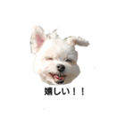 MIX犬小夏スタンプ（個別スタンプ：5）
