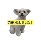 MIX犬小夏スタンプ（個別スタンプ：7）