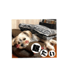マルキーのふくちゃん♡♡♡（個別スタンプ：4）