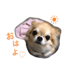 LIZちゃんスタンプ（個別スタンプ：6）