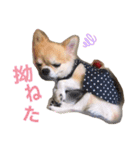 LIZちゃんスタンプ（個別スタンプ：7）