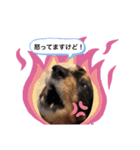 チャコりんのスタンプ（個別スタンプ：6）