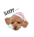 トイプーもこちゃんの日常（個別スタンプ：4）