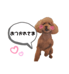 トイプーもこちゃんの日常（個別スタンプ：8）