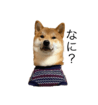 柴犬様スタンプ（個別スタンプ：1）