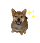 柴犬様スタンプ（個別スタンプ：6）