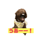 トイプードルのちーちゃん（個別スタンプ：1）