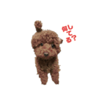 トイプードルのちーちゃん（個別スタンプ：2）