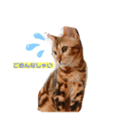 虎吉(とらきち)スタンプ（個別スタンプ：1）