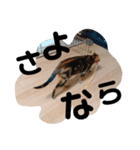 虎吉(とらきち)スタンプ（個別スタンプ：2）