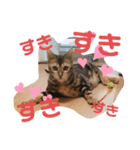 虎吉(とらきち)スタンプ（個別スタンプ：7）
