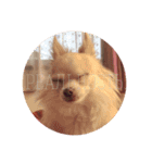 犬×8（個別スタンプ：2）
